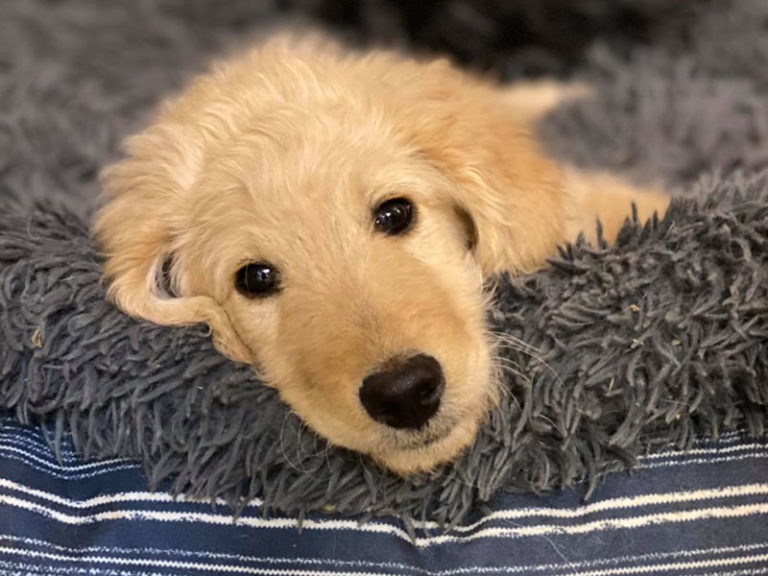 Dog Boarding, Overnight Boarding Springdale, Rogers, Fayetteville AR