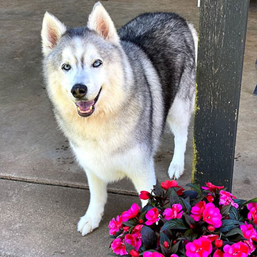 Dog Grooming in Rogers, AR